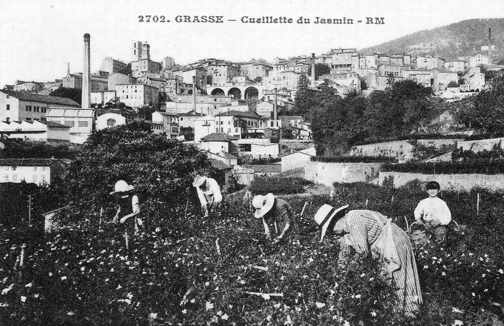 Les femmes de Grasse dans l'histoire de la parfumerie : cueilleuses, distillatrices, créatrices